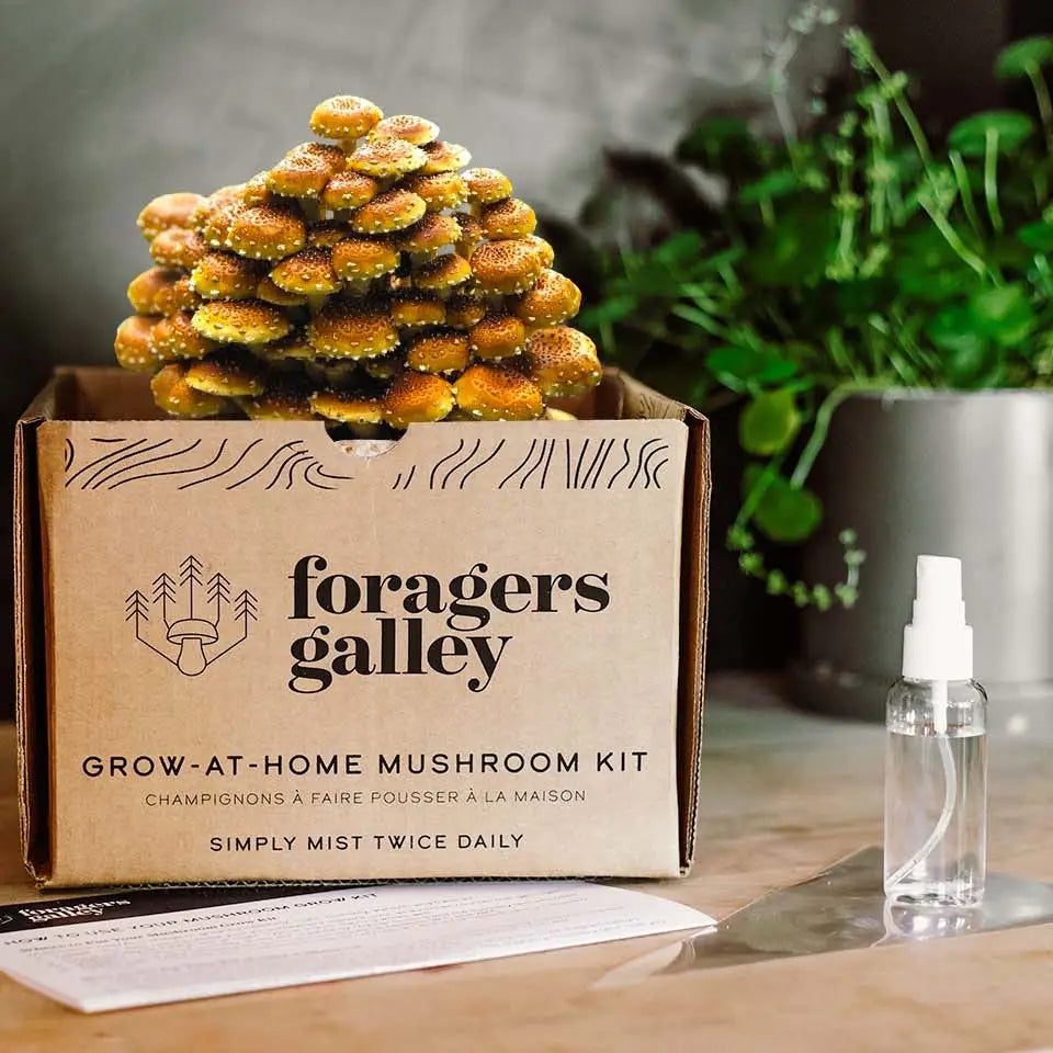 Foragers Gallery Mushroom Kits